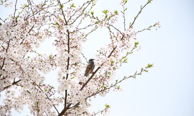 Vision in Verse: Cherry Blossom Sestina