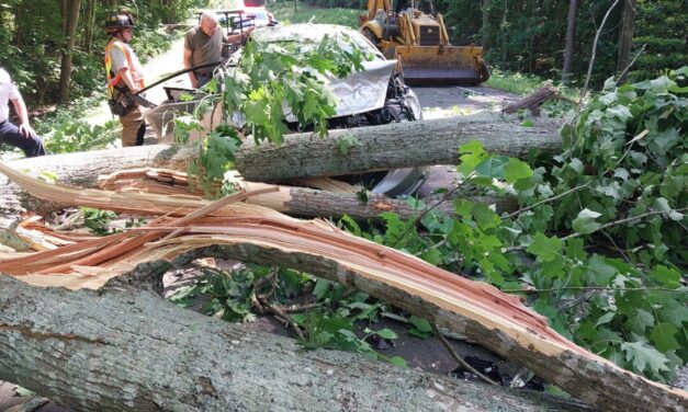 Sheriff’s Office: Fallen Tree Injures Vehicle Occupants, Knocks Out Power in Hillsborough