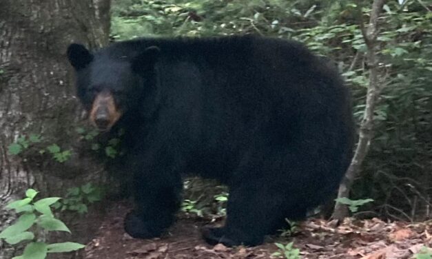 Little Big Moments: Oh My Bear