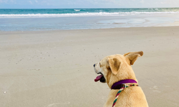 Little Big Moments: Beach Dog