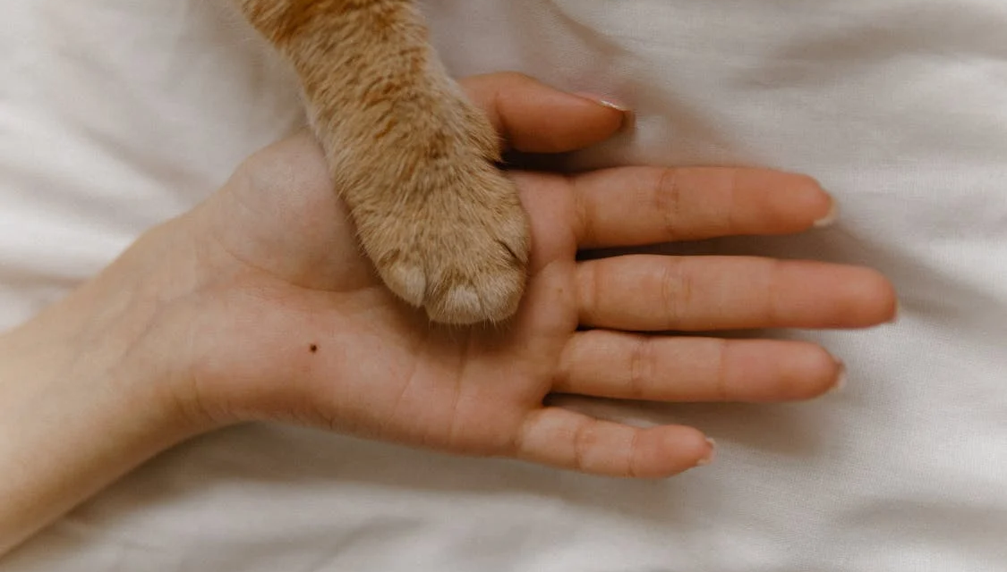 Little Big Moments: Cats After Life