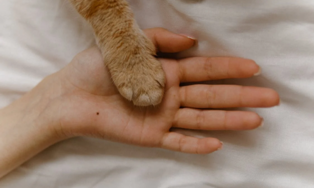 Little Big Moments: Cats After Life