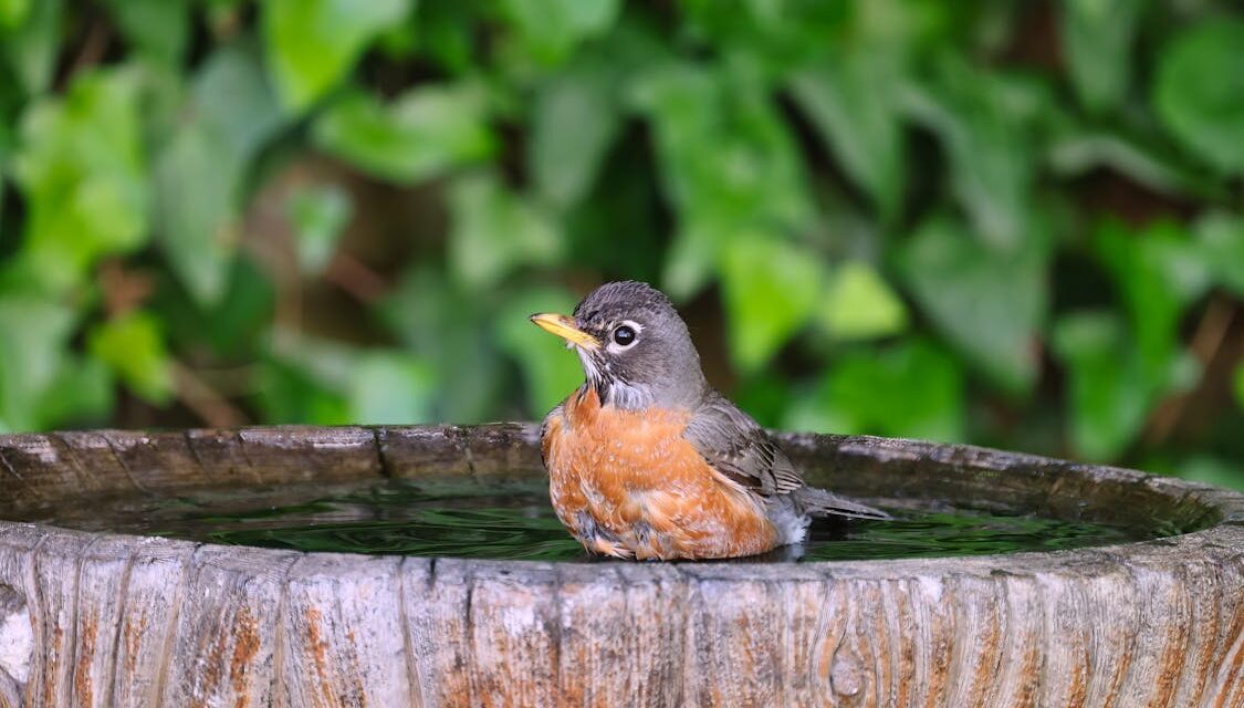 Little Big Moments: Magic Birds