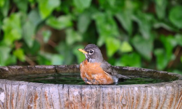 Little Big Moments: Magic Birds