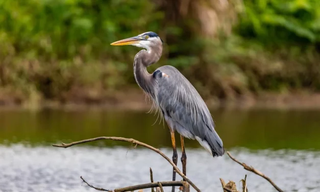 Little Big Moments: Zen Birding