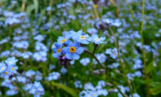 Little Big Moments: Forget Me Not
