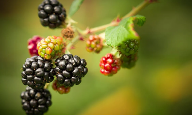 Little Big Moments: Berrying