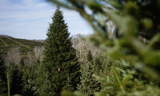 The White House’s Christmas Tree is a Symbol of Resilience for Hurricane-Hit North Carolina Farms