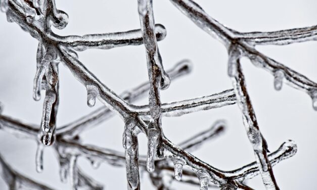 Orange County Community Weathers Winter Storm; UNC Sets Move to Condition 1