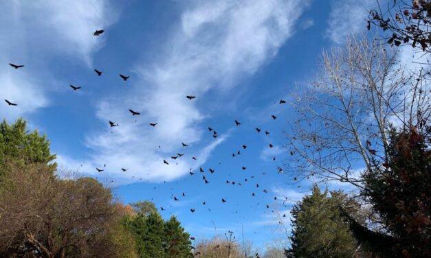 ‘Large, Unnatural Numbers’: Neighbors’ Dispute Over Vultures Puts Hillsborough in Odd Position