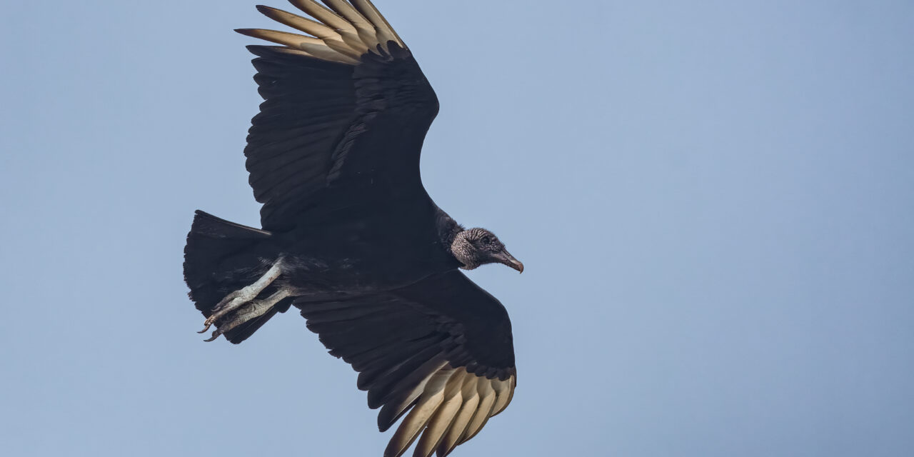 Hillsborough Passes Ordinance to Curb Feeding Wildlife – Including Vultures