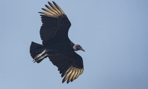 Hillsborough Passes Ordinance to Curb Feeding Wildlife – Including Vultures