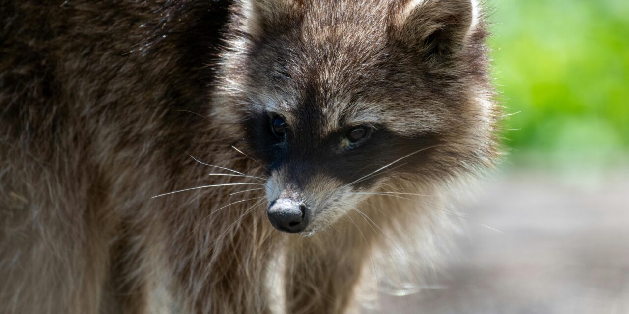 Orange County’s First Rabies Case of 2025 Reported in Chapel Hill