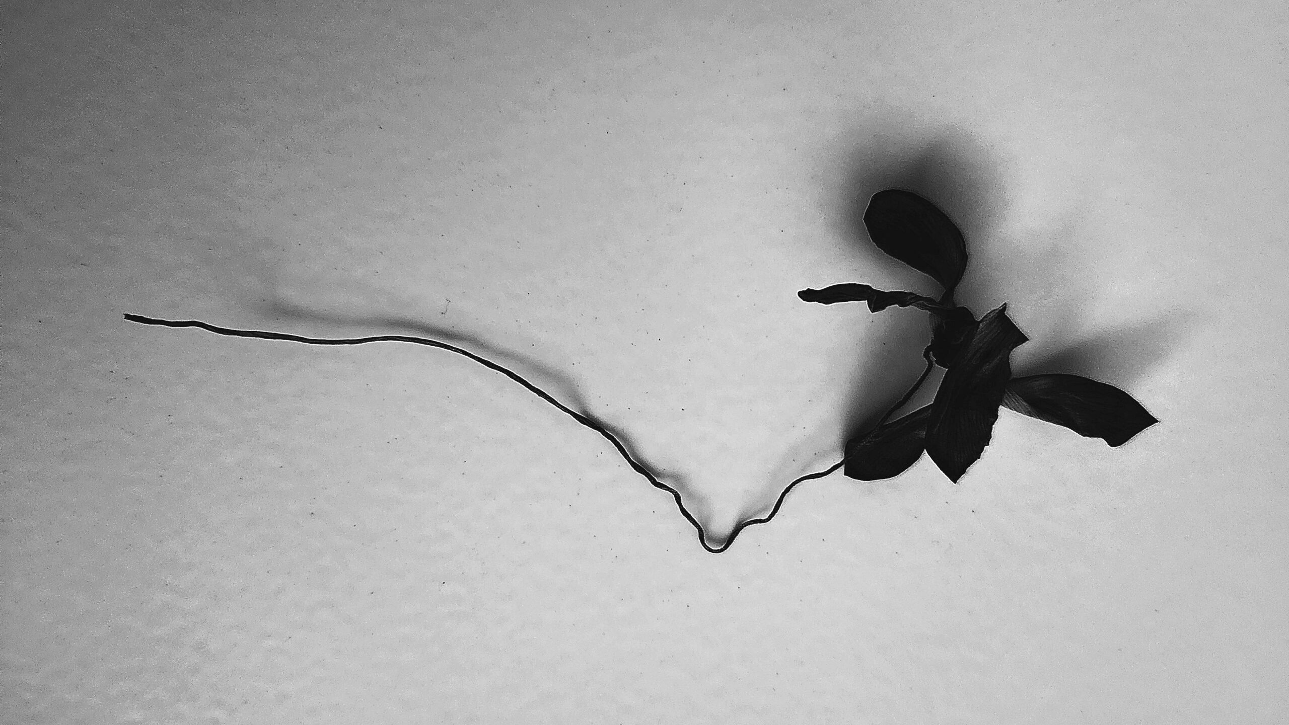 Photo of a dead cyclamen flower, black & white, by Geoffrey Neal