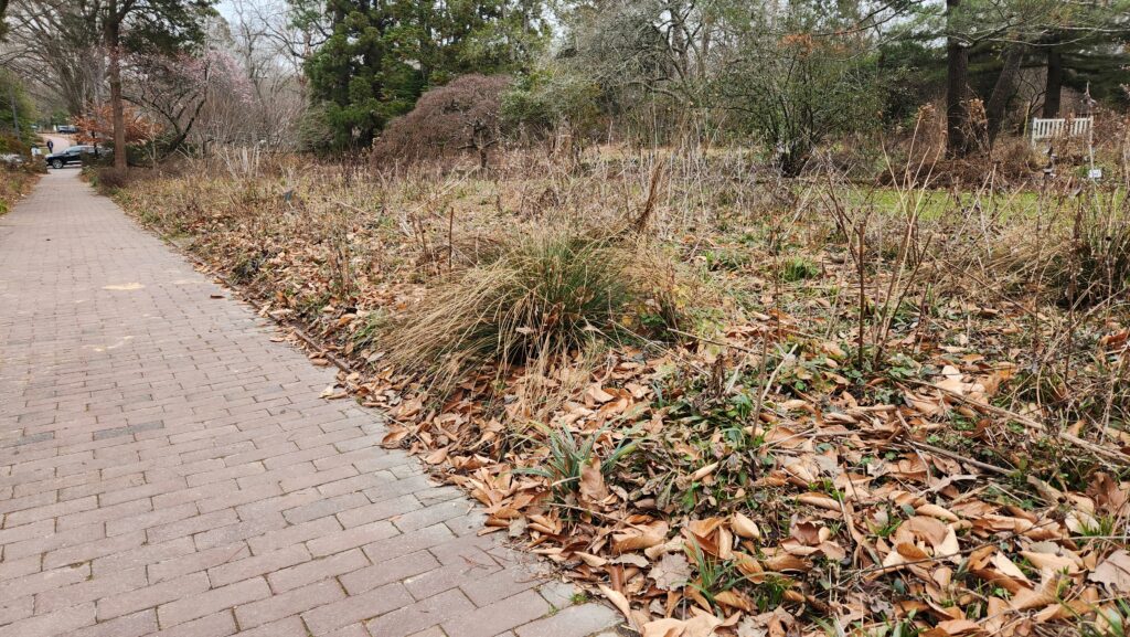 Photos of the garden bed along the President’s Walk in the Coker Arboretum looking east by Geoffrey Neal