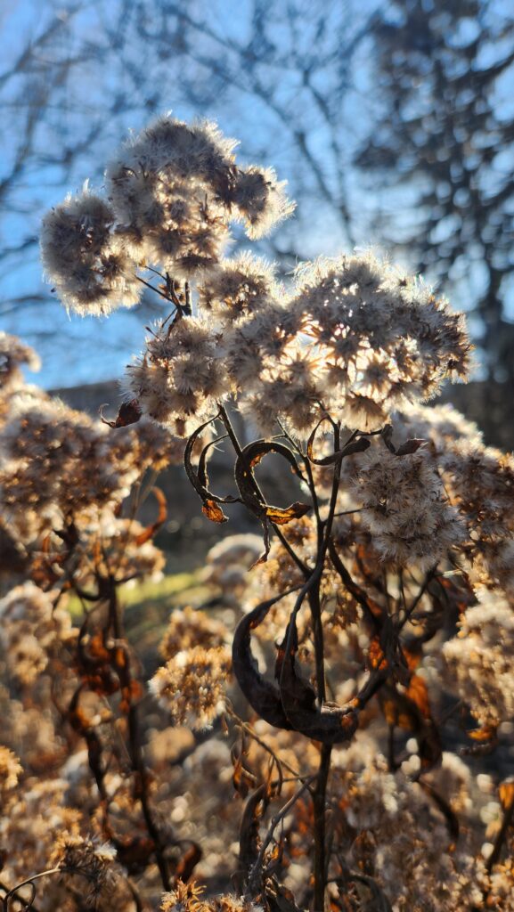 Photo of camphorweed seed heads backlit by afternoon sun in the Coker Arboretum by Geoffrey Neal