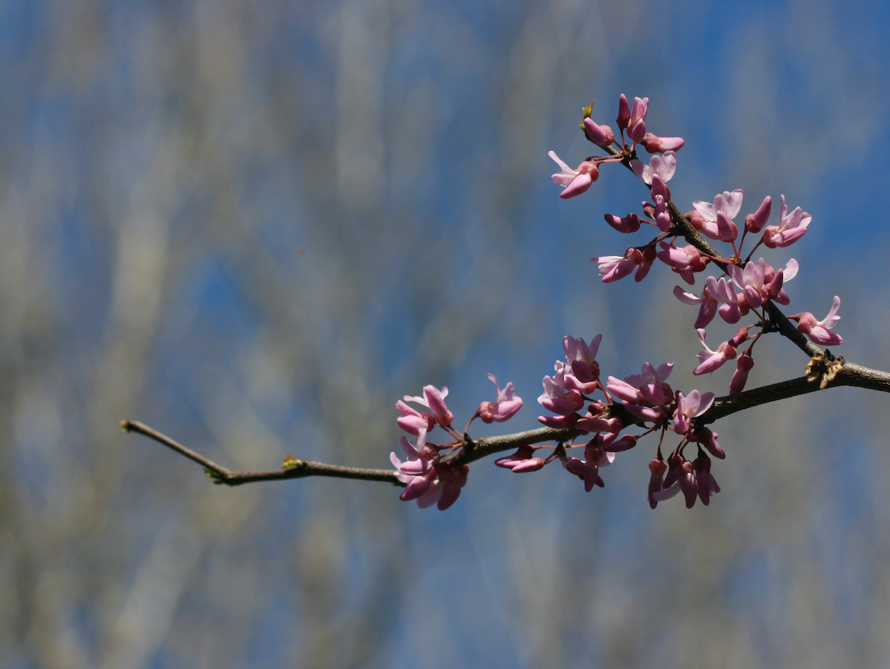 A photo of a thin redbud branch with clusters of pinkish blooms against a mottled blue and grey sky in the background by Margot Lester