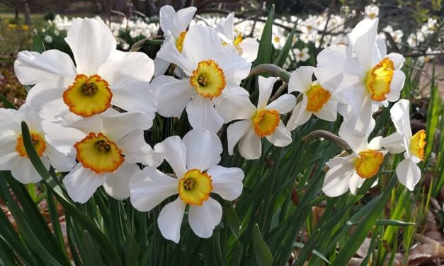 Refugium: Everything’s Gone Yellow