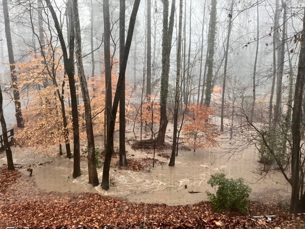 This is a photograph by Margot Lester of her front yard showing light brown water from a creek inundating her forested yard with beech and other trees during a flash flood in January 2024.