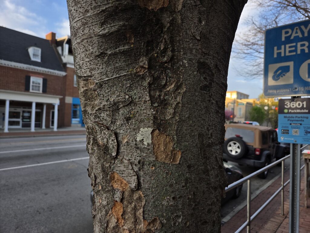 A photo by Geoffrey Neal of the richly patterned gray bark with some missing patches of a Japanese zelkova (Zelkova serrata) on East Franklin Street in Chapel Hill, N.C.
