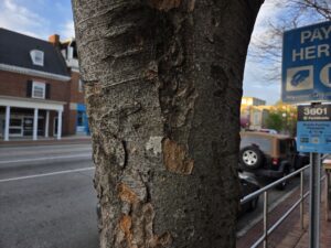 A photo by Geoffrey Neal of the richly patterned gray bark with some missing patches of a Japanese zelkova (Zelkova serrata) on East Franklin Street in Chapel Hill, N.C.