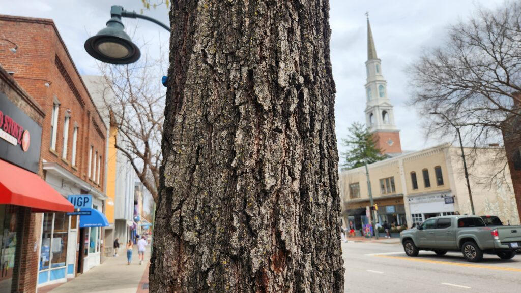 A photo by Geoffrey Neal of the streaky gray bark of an unidentified oak on East Franklin Street in Chapel Hill, N.C. Storefronts are on the right and left alongside a church steeple.