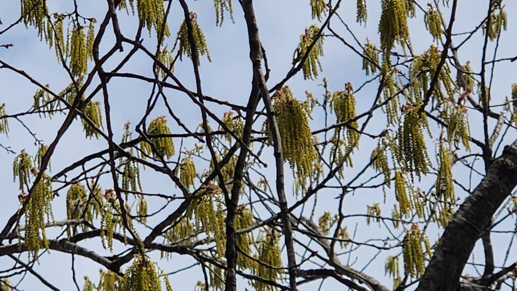A close-up of a catkin taken by Geoffrey Nealon East Franklin Street in Chapel Hill, N.C. Yellow-ish green fringe hanging from bare limbs.