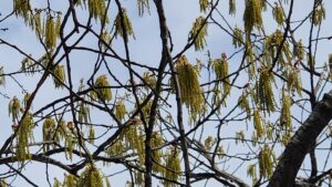 A close-up of a catkin taken by Geoffrey Nealon East Franklin Street in Chapel Hill, N.C. Yellow-ish green fringe hanging from bare limbs.