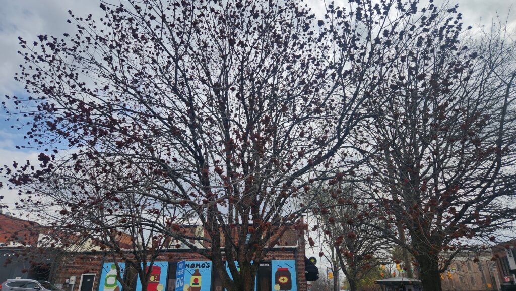 The Chinese pistache (Pistacia chinensis) canopy on East Franklin Street in Chapel Hill, N.C., taken by Geoffrey Neal, showing bare limbs dotted with clusters of flowers that resemble pompoms.