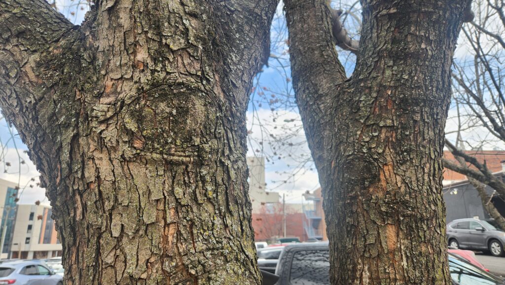 Close-up of Chinese pistache (Pistacia chinensis) on East Franklin Street in Chapel Hill, N.C., taken by Geoffrey Neal, showing the various shades of brown and orange, vertically oriented bark.