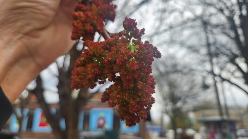 Close-up of Chinese pistache (Pistacia chinensis) on East Franklin Street in Chapel Hill, N.C., taken by Geoffrey Neal, showing a man’s hand holding a cluster of magenta-ish flowers on the end of a twig.