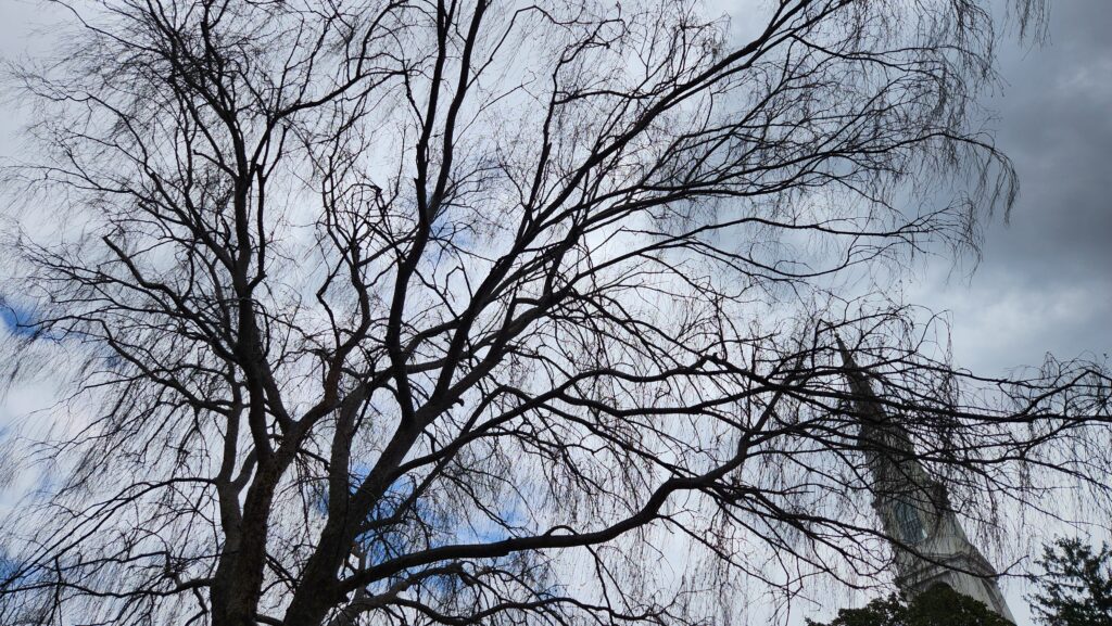 The bare canopy of a Chinese elm (Ulmus parvifolia) on East Franklin Street in Chapel Hill, N.C., taken by Geoffrey Neal, with branches “weeping”, or cascading downwards instead of shooting up.