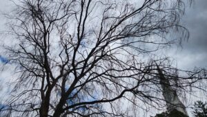 The bare canopy of a Chinese elm (Ulmus parvifolia) on East Franklin Street in Chapel Hill, N.C., taken by Geoffrey Neal, with branches “weeping”, or cascading downwards instead of shooting up.