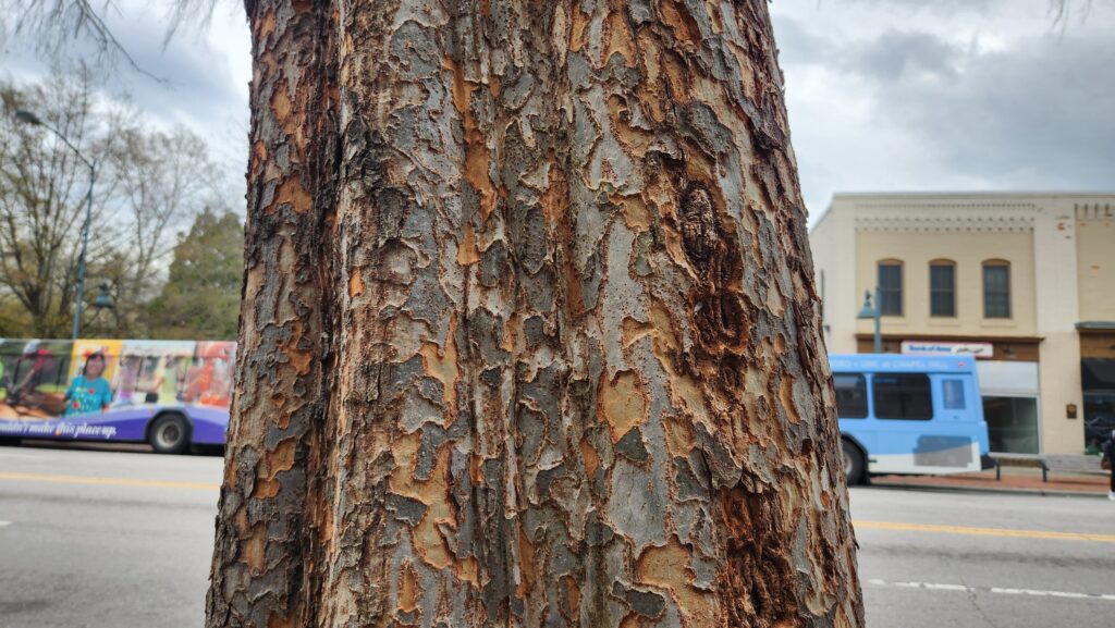 Close-up of Chinese elm (Ulmus parvifolia) bark on East Franklin Street in Chapel Hill, N.C., taken by Geoffrey Neal, showing brown, gray and orange bark that resembles jigsaw puzzle pieces with slightly raised borders.