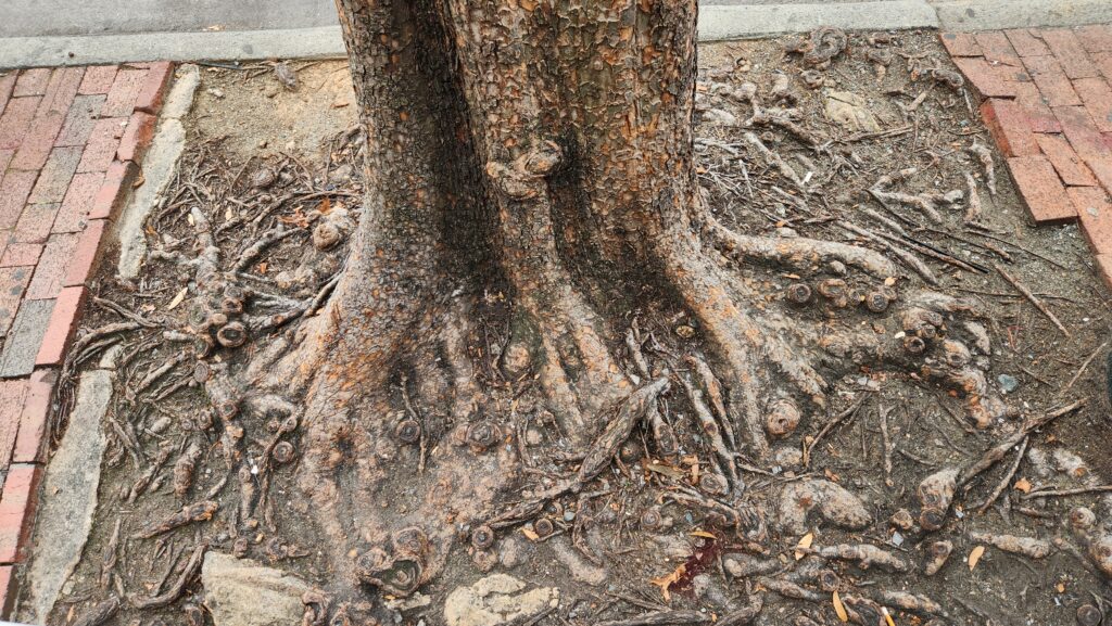 Close-up of Chinese elm (Ulmus parvifolia) roots swirling around and through a small square of soil surrounded by bricks and concrete on East Franklin Street in Chapel Hill, N.C., taken by Geoffrey Neal.