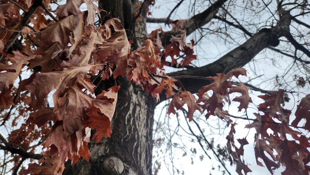 Russet-colored leaves hang on the gnarly branches of an unidentified oak against a gray sky on East Franklin Street in Chapel Hill, N.C., taken by Geoffrey Neal.
