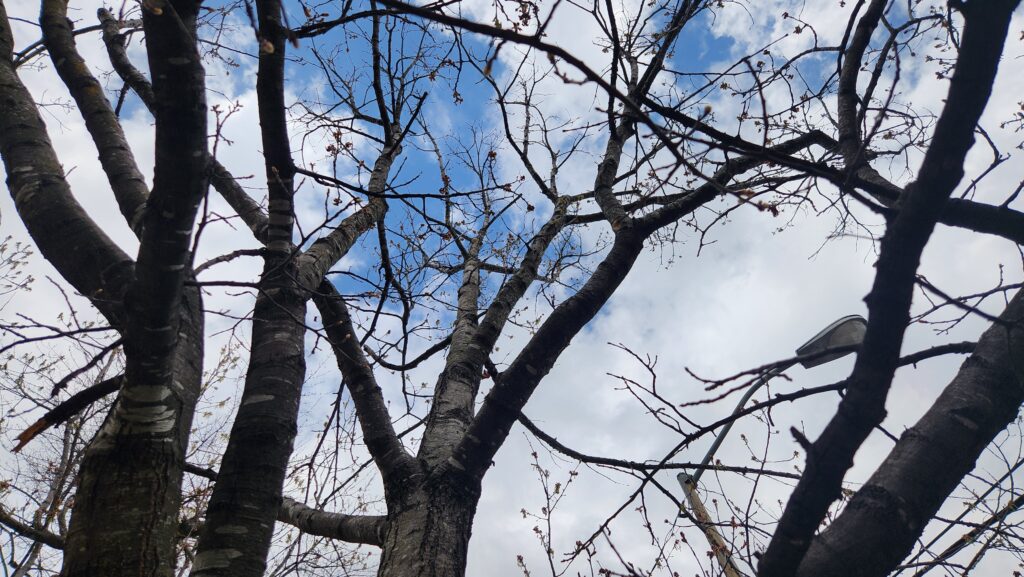 A photo showing branches of an unidentified oak in front of the post office uptown, with tiny leaf buds waiting to break open on East Franklin Street in Chapel Hill, N.C., taken by Geoffrey Neal.
