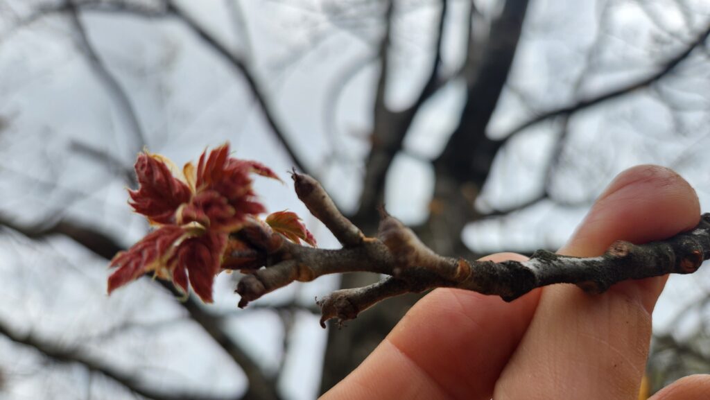 Close-up photo of the end of a twig held in a man’s hand from the unidentified oak in front of the old Post Office on East Franklin Street in Chapel Hill, N.C., taken by Geoffrey Neal.
