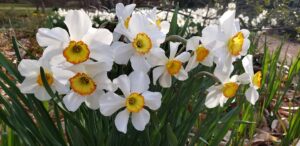 A cluster of small daffodils with six bright white petals and centers that go from orange to pale yellow in a kind of ombre effect. Green stems and more daffodils in the background of the Coker Arboretum Chapel Hill, N.C., by Geoffrey Neal.