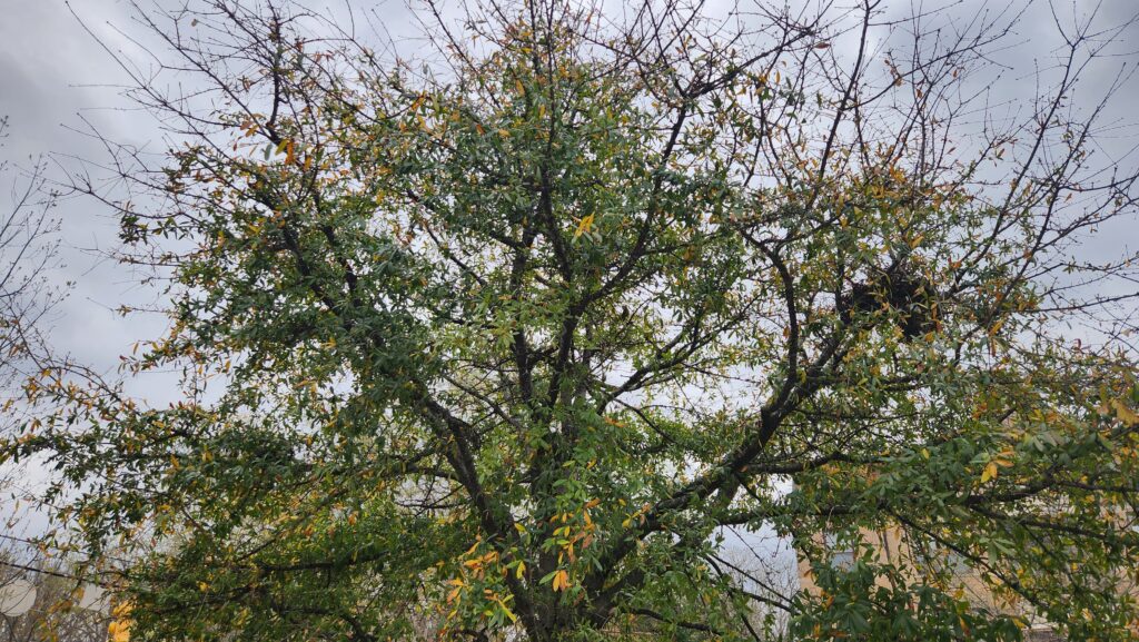 A photo by Geoffrey Neal of the mostly leafed-out canopy of a live oak (Quercus virginiana) tree in various shades of green on East Franklin Street in Chapel Hill, N.C., against a cloudy gray-blue sky
