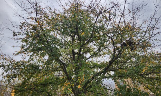 Refugium: Meet Downtown Chapel Hill’s Street Trees, Part 1