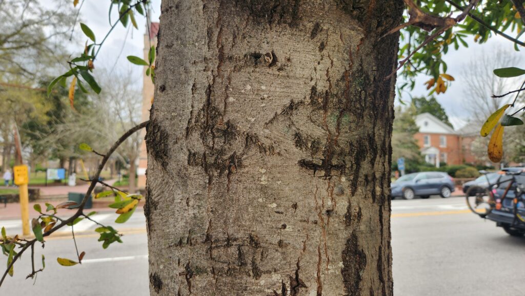 A close-up photo by Geoffrey Neal of live oak (Quercus virginiana) bark in various shades of gray with black slashes and scars. A few twigs branch off from the trunk with small green leaves. On East Franklin Street in Chapel Hill, N.C.