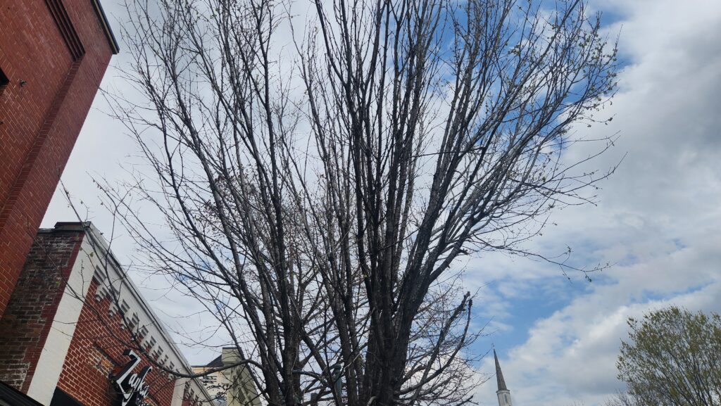 The canopy of an elm (Ulmus americana or rubra) on East Franklin Street in Chapel Hill, N.C., taken by Geoffrey Neal, showing a relatively bare canopy of branches and twigs with just a few green leaves. Storefronts line the left side of the photo.