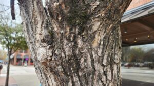 Elms (Ulmus americana or rubra) on East Franklin Street in Chapel Hill, N.C., taken by Geoffrey Neal, showing the grooved bark (gray and black).