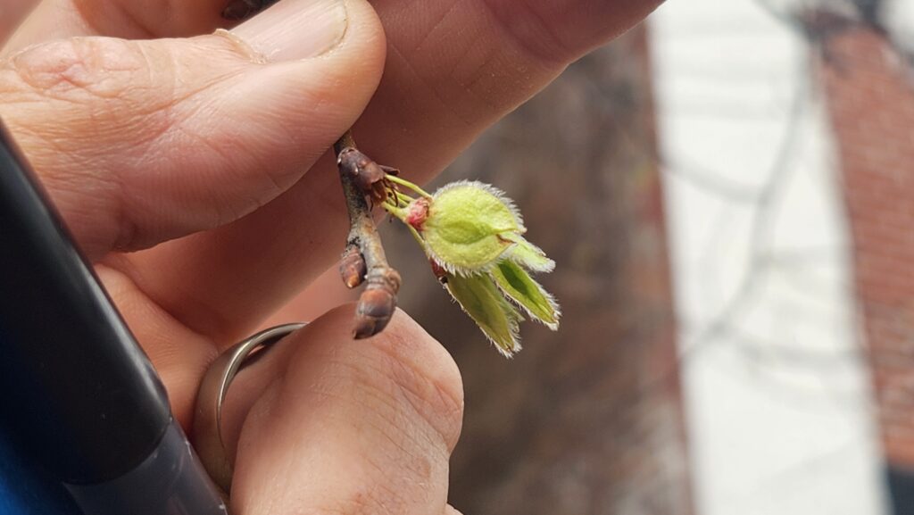 Close-up of elm fruit (Ulmus americana or rubra) on East Franklin Street in Chapel Hill, N.C., taken by Geoffrey Neal, showing a man’s hand holding a reddish oval fruit bud on the end of a twig with small light green leaves.