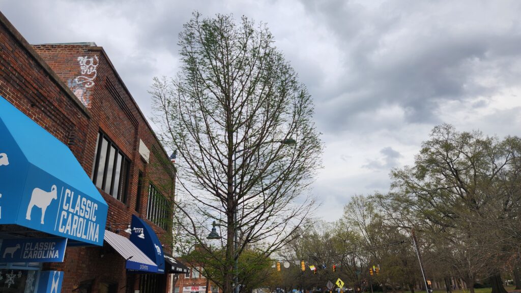 The canopy of a bald cypress (axodium distichum) on East Franklin Street in Chapel Hill, N.C., taken by Geoffrey Neal, showing relatively bare branches and twigs with just a few green leaves. Brick and wooden storefronts line the left side of the photo.