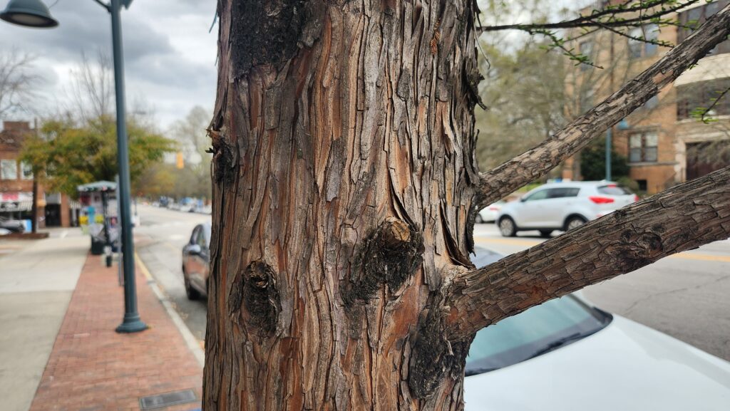 A photo by Geoffrey Neal of the slightly flaky brown and orange bark of a cypress tree on East Franklin Street in Chapel Hill, N.C.