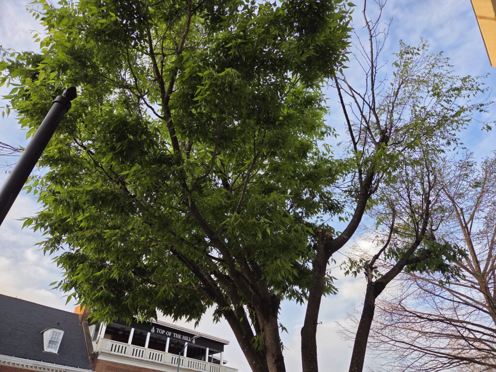 The leafed out canopy of a Japanese zelkova (Zelkova serrata) on East Franklin Street in Chapel Hill, N.C., taken by Geoffrey Neal, showing brick and wooden storefronts line the left side of the photo.