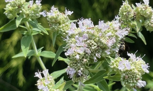 Playing in the Dirt: Herbs of the South — A Long Tradition