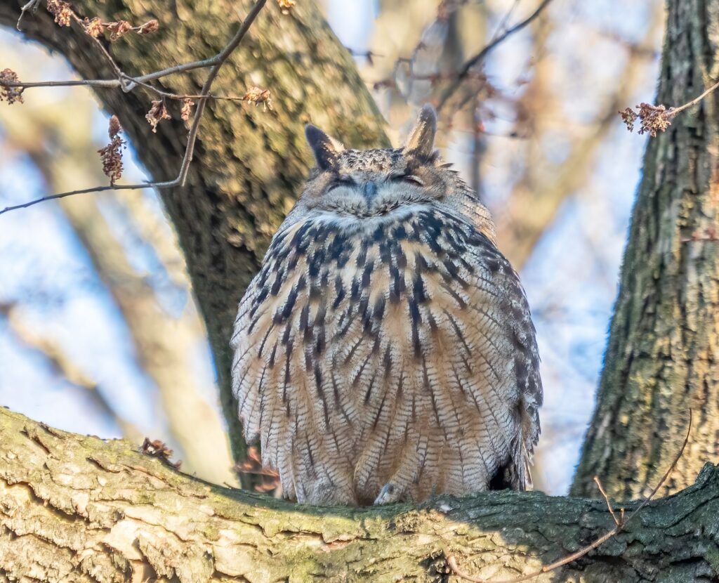 One on One: North Carolina and the World’s Most Famous Bird
